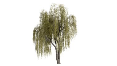 3 Boyutlu Ağaçlar Arkaplan Sahnesi Beyaz