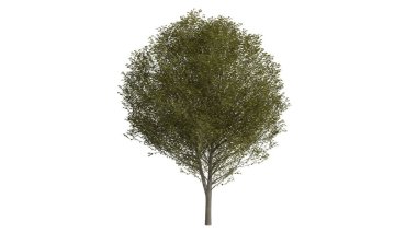 3 Boyutlu Ağaçlar Arkaplan Sahnesi Beyaz