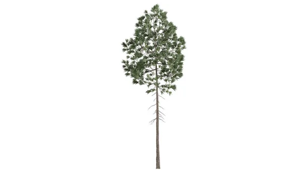 Träd Bakgrund Scen Vit — Stockfoto