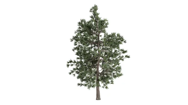 Boyutlu Ağaçlar Arkaplan Sahnesi Beyaz — Stok fotoğraf