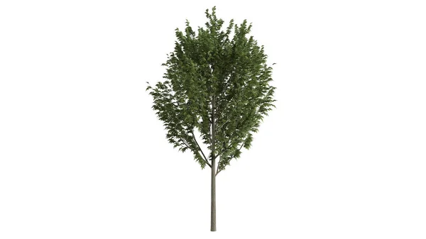 3D树背景场景白色 — 图库照片