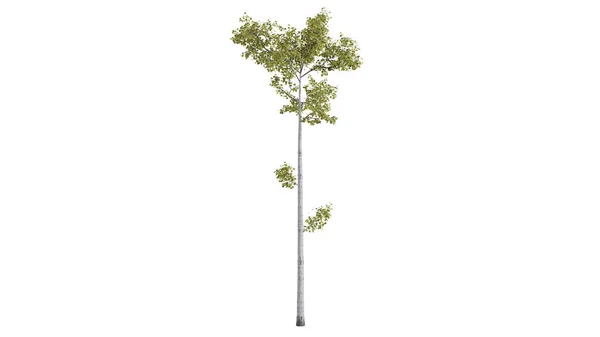 Drzewa Tła Scena Biały — Zdjęcie stockowe