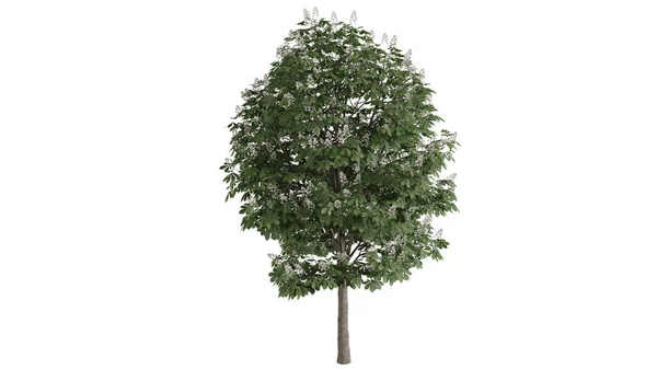 Деревья Фон Белая Сцена — стоковое фото