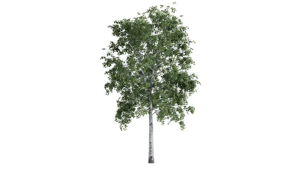 Bomen Achtergrond Scene White — Stockfoto