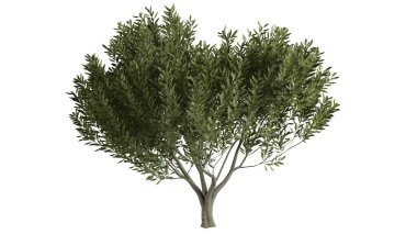 3 Boyutlu Ağaçlar Arkaplan Sahnesi Beyaz