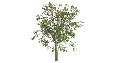 3 Boyutlu Ağaçlar Arkaplan Sahnesi Beyaz