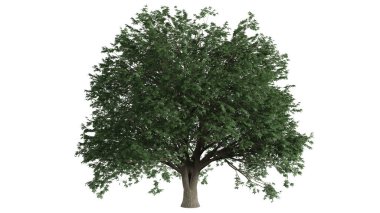 3 Boyutlu Ağaçlar Arkaplan Sahnesi Beyaz