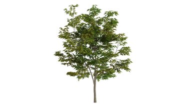 3 Boyutlu Ağaçlar Arkaplan Sahnesi Beyaz