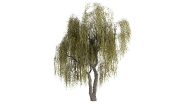 3 Boyutlu Ağaçlar Arkaplan Sahnesi Beyaz