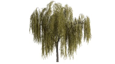 3 Boyutlu Ağaçlar Arkaplan Sahnesi Beyaz