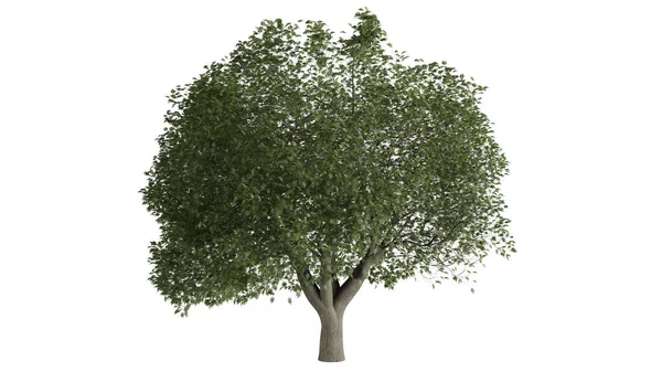 Деревья Фон Белая Сцена — стоковое фото