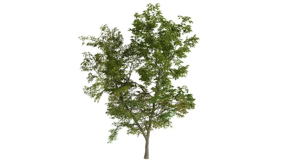 3D树背景场景白色 — 图库照片