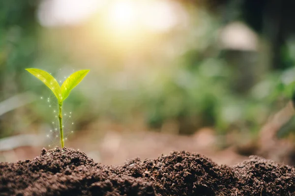 Gün doğumuyla birlikte büyüyen küçük bir ağaç. Yeşil dünya ve dünya günü kavramı, iş büyütmek yerine