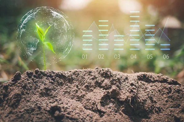 Gün doğumuyla birlikte büyüyen küçük bir ağaç. Yeşil dünya ve dünya günü kavramı, iş büyütmek yerine