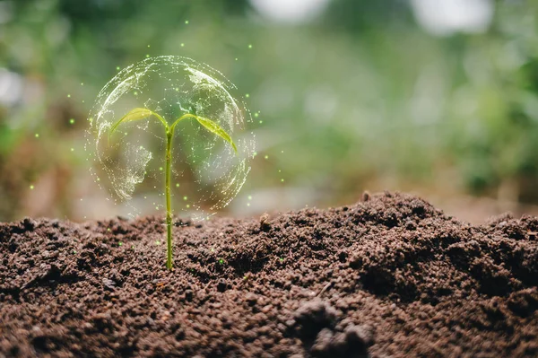 Gün doğumuyla birlikte büyüyen küçük bir ağaç. Yeşil dünya ve dünya günü kavramı, iş büyütmek yerine