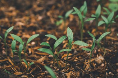 Ağaç fidanı büyür, ağaçları sever, çevreyi sever..