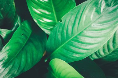 Yaprakların üzerindeki makro su damlacıkları çevreyi sever