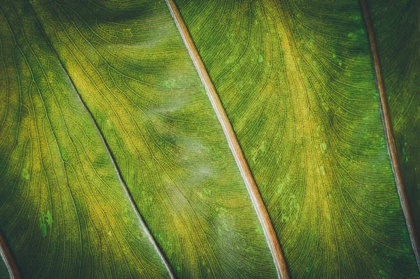 Gotas Água Macro Folhas Amam Meio Ambiente — Fotografia de Stock