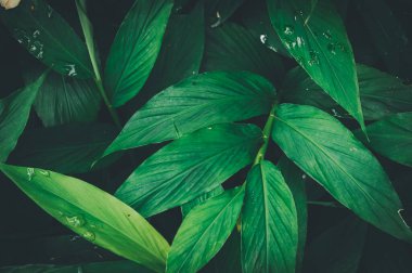 Yaprakların üzerindeki makro su damlacıkları çevreyi sever