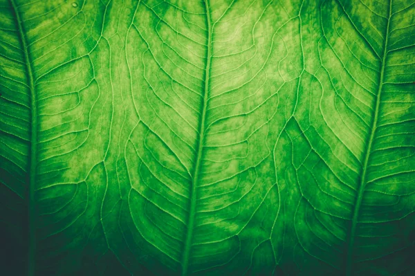 Makro Wassertropfen Auf Blättern Lieben Die Umwelt — Stockfoto