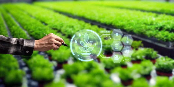 Moderna Smart Farm Controllata Dalla Tecnologia Agricoltori Sta Monitorando Crescita — Foto Stock