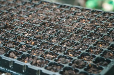 Tohum, sebze ve meyve ekme tepsisi..