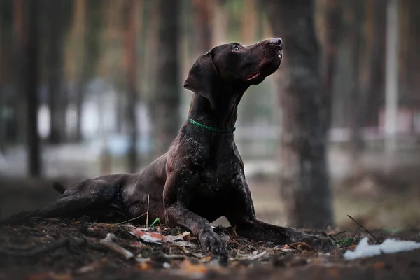 Çam ormanında Almanca kısa menzilli kurzhaar