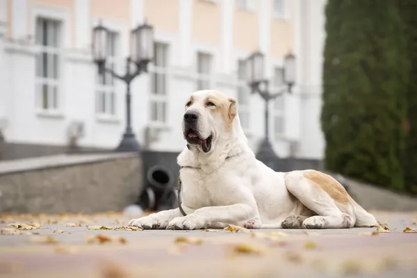 Orta Asya çoban köpeği evin yanında yatıyor.