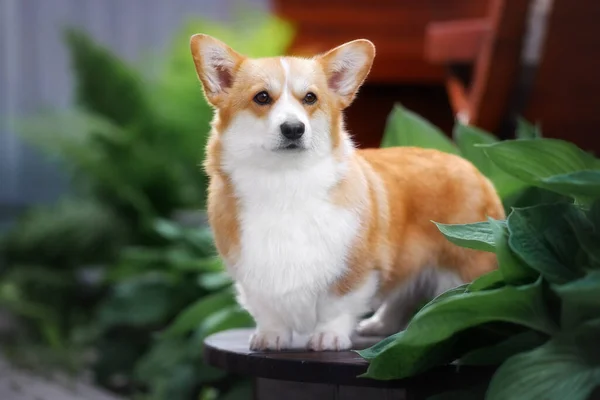 Welsh Corgi Pembroke Στον Καταπράσινο Καλοκαιρινό Κήπο — Φωτογραφία Αρχείου