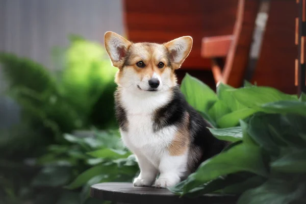 Yeşil yaz bahçesinde Galli Corgi Pembroke