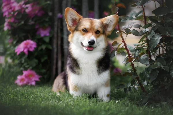 Yeşil yaz bahçesinde Galli Corgi Pembroke