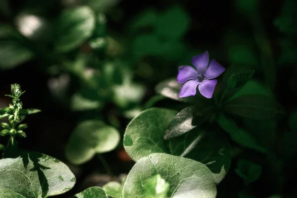 Bahar ormanında yeşil yaprak