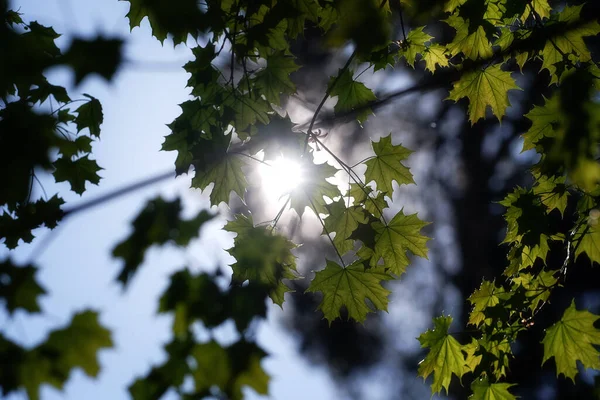 Bahar ormanında yeşil yaprak
