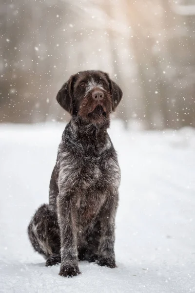 冬の森の中のドラフター狩り犬 — ストック写真