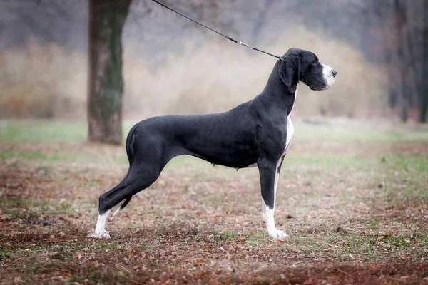 Grand Danois Noir Blanc Dans Champ Automne — Photo