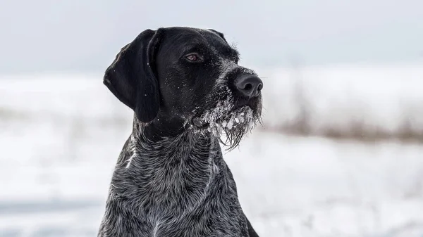 冬の森の中のドラフター狩り犬 — ストック写真