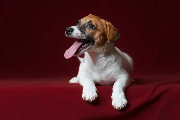 Kırmızı Arka Planda Küçük Köpek Jack Russell Terrier — Stok fotoğraf