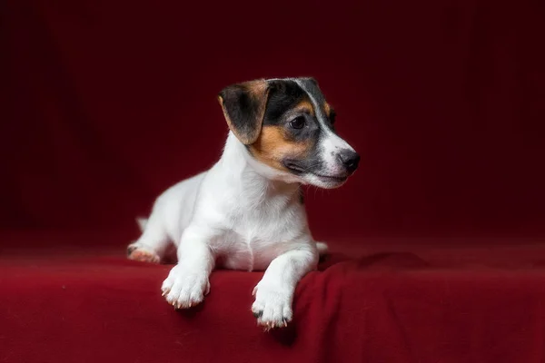Kırmızı Arka Planda Küçük Köpek Jack Russell Terrier — Stok fotoğraf