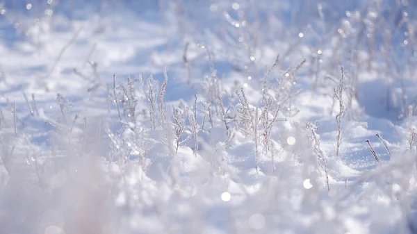 Tundra 'da donmuş kış ağaçları