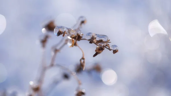 Árvores Inverno Congeladas Tundra — Fotografia de Stock