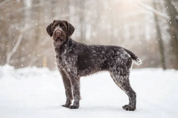冬の森の中のドラフター狩り犬 ストック画像