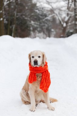 Kar üzerinde oturan kırmızı eşarp takan sevimli Golden Retriever köpeği. Soğuk hava, parkta kış. Hayvan bakımı ve refah konsepti.