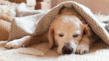 Kapalı gözlü av köpeği halıya uzanmış, ekoseyle kaplanmış.