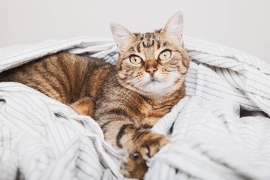 Çağdaş yatak odasında açık gri çizgili ceketli genç tekir kedi. Soğuk kış havasında kedi yavrusu dinleniyor ve battaniyede ısınıyor. Evcil hayvanlar ve bakım konsepti.