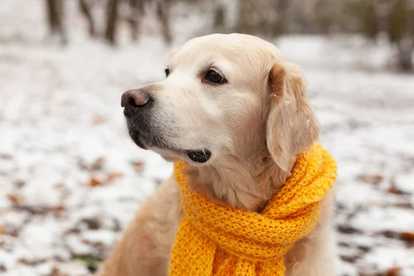 Kış parkında sarı eşarp takan sevimli Golden Retriever köpeği. Evcil hayvan dostu kavram.