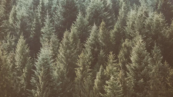 Mörkgrön Fjällskog Evergreen Gran Och Tallar Sluttningarna Vild Natur Bakgrund — Stockfoto