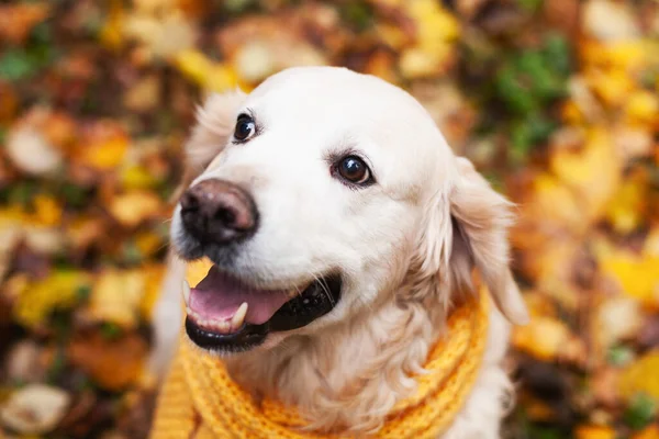 Eşarplı Ağzı Açık Arka Planda Sonbahar Yapraklı Golden Retriever Köpeği — Stok fotoğraf