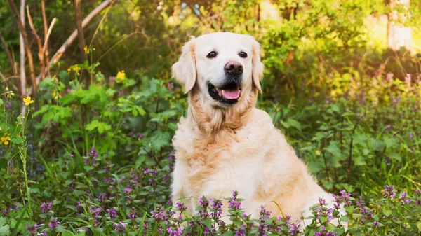 Çiçekleri açan Golden Retriever Köpeği