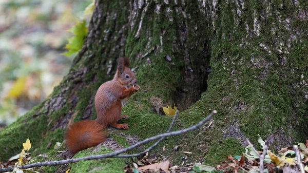 Retrato Esquilo Raposa Vermelha Perto Árvore — Fotografia de Stock
