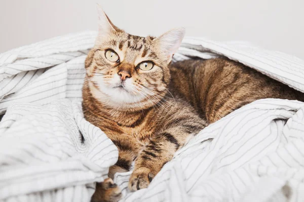 Çağdaş yatak odasında açık gri çizgili ceketli genç tekir kedi. Soğuk kış havasında kedi yavrusu dinleniyor ve battaniyede ısınıyor. Evcil hayvanlar ve bakım konsepti.